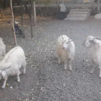 کهره نر و بره|حیوانات مزرعه|رابر, |دیوار