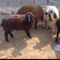 ۴عدد بره چاق