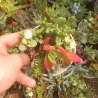 ساکولنت مخلوط