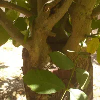 چوب|خدمات پیشه و مهارت|ساوه, |دیوار