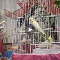 گم شده عروس هلندی لوتینو شهرک کوثر