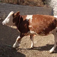 فروش گاو