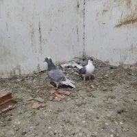 کبوتر رنگی ماده ساده با فیلی طاووسی نر