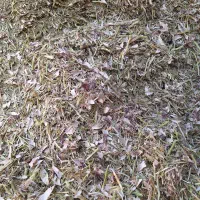 کاه لوبیا چیتی