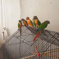 جوجه طوطی گرینچیک|پرنده|مشهد, زمرد|دیوار
