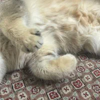 گربه بریتیش گلد|گربه|حمیدیا, |دیوار