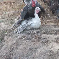 تعداد بقلمون