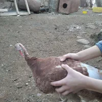 بوقلمون بوربون سینه پهن|حیوانات مزرعه|بیلوار, |دیوار