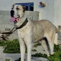 سگ.ماده الابای