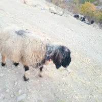 میش ترک اصل|حیوانات مزرعه|صمصامی, |دیوار