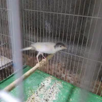 جوجه قناری سفید طوسی کلکسیونی خوشگل