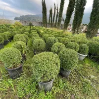 کارگر تمام وقت برای گلخانه و باغ