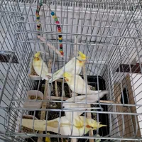 عروس هلندی مولد|پرنده|رودهن, |دیوار