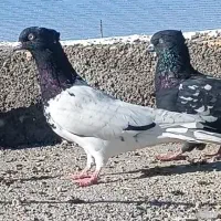 دوستان کبوترهای توی فیلم دیشب گربه زده همه گم شدن