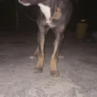 سگ دوبرمن|سگ|ایذه, |دیوار