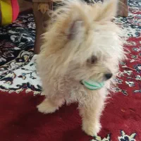 آدرس کرمان خیابان دستغیب روبرو کوچه 51