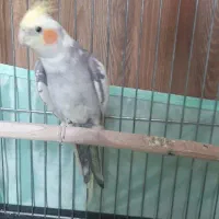 عروس هلندی نر با همه لوازم