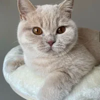 فروش تعدادی مولد اسکاتیش و بریتیش نر و ماده