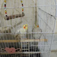 عروس هلندی|پرنده|جوادآباد, |دیوار