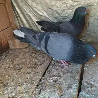 چند جفت کفتر پرشی واقعی خوب|پرنده|شاهین دژ, |دیوار