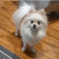 پامرانین(فوری) لطفا آگهی رو کامل مطالعه کنید