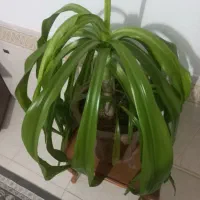 گل اشک ملکه ۴ ساله|گل و گیاه طبیعی|لنجان, |دیوار