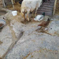 گوسفند|حیوانات مزرعه|زرنه, |دیوار