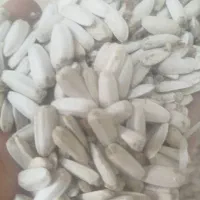 تخمه سفید درشت زیر قیمت کل ایران جزعی وکلی