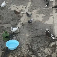 کبوتر پرشی فروشی