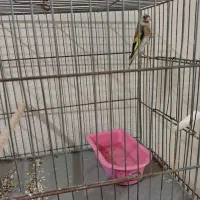 سهره|پرنده|شاهین‌شهر, خانه کارگر|دیوار