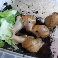 حلزون مولد تخم گذار