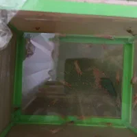 بچه لابستر سایز سه و دو سانت|ماهی|گرگان, |دیوار