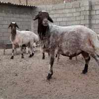 قوچ شیشک