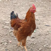 ۱عدد خروس سرحال وجوان|حیوانات مزرعه|پاکدشت, شهرک امام رضا|دیوار