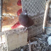 سلام چهار کفتر فروشی|پرنده|مشگین شهر, |دیوار