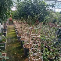 گل به قیمت عمده توضیحات حتما بخونید|گل و گیاه طبیعی|قم, انصارالحسین|دیوار