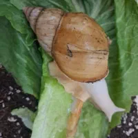 حلزون آچاتینا سوپر مولد