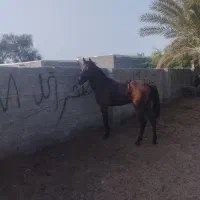 کره نریان کورسی|اسب و تجهیزات اسب‌سواری|میناب, |دیوار