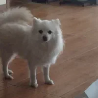 پامرین روباهی آپارتمانی بسیار زیبا آرام