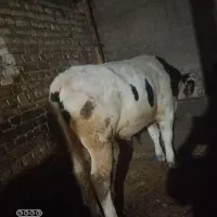 گاو نر اصل سمنتال سالم