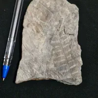 فسیل گیاهی|کلکسیون و سرگرمی|دماوند, دماوند|دیوار