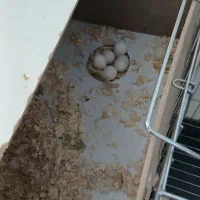 عروس هلندی سالم