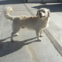 واگذاری گلدن اشپیتز یا ( معاوضه)