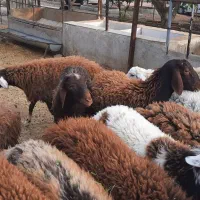 بره نر پرواری|حیوانات مزرعه|چگنی, |دیوار