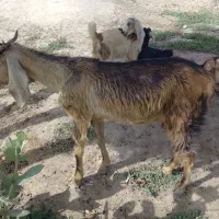 13 تا بز ماده فروشی
