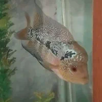 فلاور هورن ایرانی ، کامفا پرل بیس