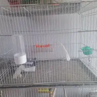 قفس عروس قناری