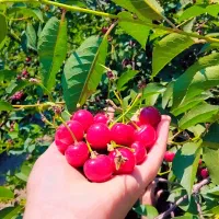 کارگرباغ(جمع کردن میوه)