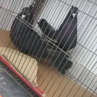 کبوتر صرب یا زاغ ابادانی|پرنده|تاکستان, |دیوار