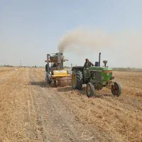 فروش کاه گندم تعداد بالا مستقیم از تولید کننده|حیوانات مزرعه|گنبد کاووس, |دیوار